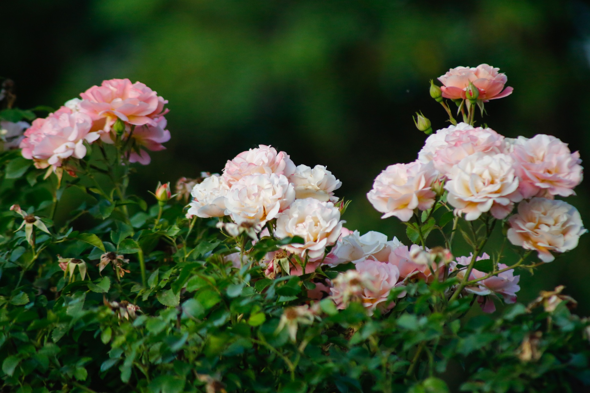 Zart geöffnete rosafarbene Rosen im Sonnenlicht – ein Sinnbild für persönliches Wachstum, Behutsamkeit und Achtsamkeit